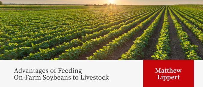 Advantages of Feeding On-Farm Soybeans to Livestock