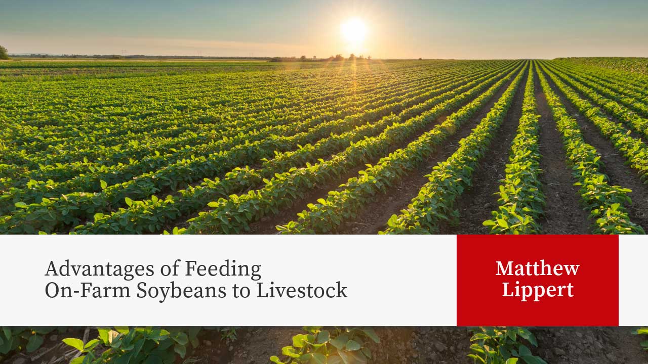 A soybean field looking off into the horizon where the sun is rising. The article title "Advantages of Feeding On-Farm Soybeans to Livestock" and the author name "Matthew Lippert" are shown.