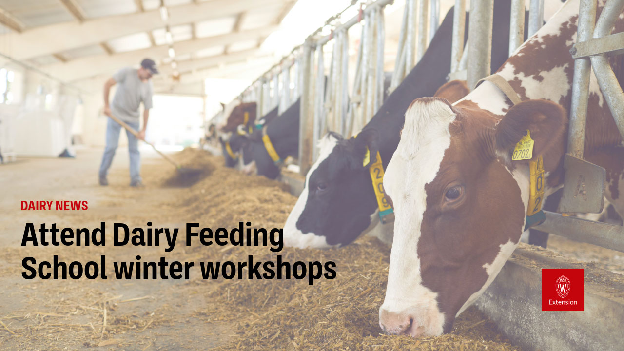 A dairy barn interior showing Holstein cows feeding at metal stanchions while a worker tends to bedding in the background. Text overlay reads "DAIRY NEWS: Attend Dairy Feeding School winter workshops" with a UW-Madison Extension logo