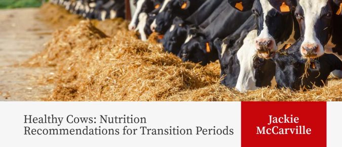 Healthy Cows: Nutrition Recommendations for Transition Periods