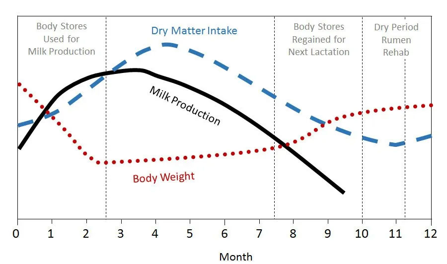 A graph showing the relationship between milk production (solid black line), dry matter intake (dashed blue line), and body weight (dotted red line) over a 12-month dairy cow lactation cycle. The graph is divided into sections including milk production period, body stores regeneration, and dry period. Milk production peaks around month 4-5 while body weight initially decreases then gradually recovers.