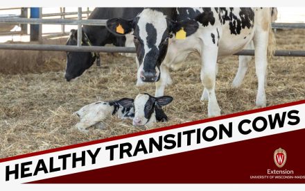 A dairy farm scene showing adult Holstein cows standing near a newborn calf lying in straw. The image has a red banner at the bottom with text reading 'HEALTHY TRANSITION COWS' and includes the University of Wisconsin-Madison Extension logo.