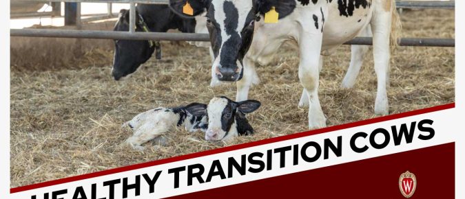 Healthy Cows: Management Tips for Transition Times