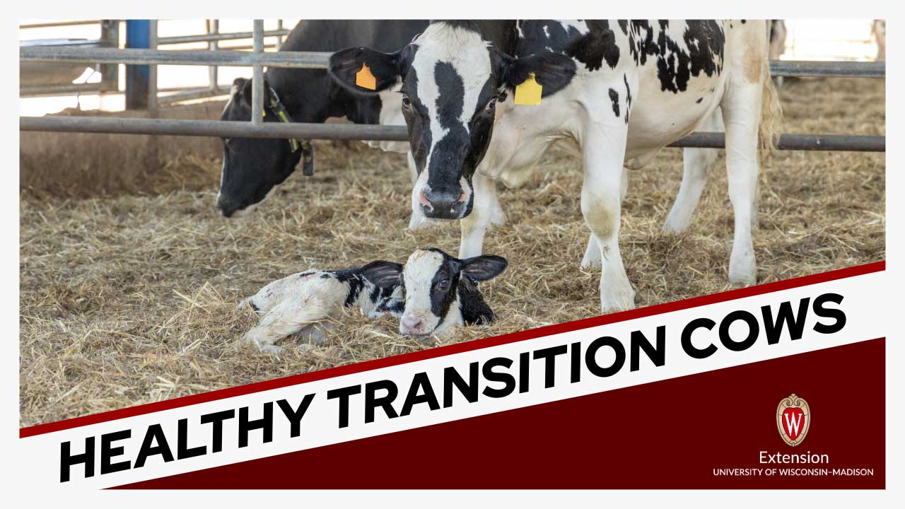 A dairy farm scene showing adult Holstein cows standing near a newborn calf lying in straw. The image has a red banner at the bottom with text reading 'HEALTHY TRANSITION COWS' and includes the University of Wisconsin-Madison Extension logo.