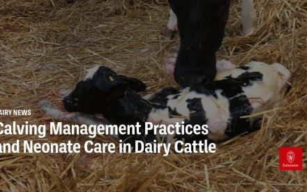 Calving Management Practices and Neonate Care in Dairy Cattle – March, 2025