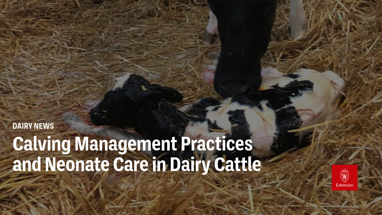 Background image of a newborn dairy cow and the title of an event "Calving Management Practices and Neonate Care in Dairy Cattle". The University of Wisconsin Madison Extension logo appears in the lower right corner.