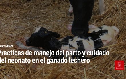 Practicas de manejo del parto y cuidado del neonato en el ganado lechero – marzo, 2025