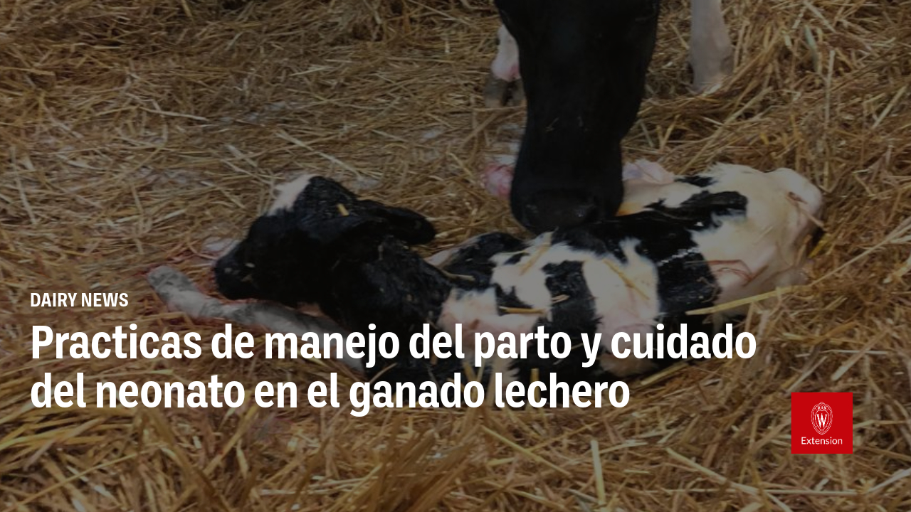 Background image of a newborn dairy cow and the title of an event "Practicas de manejo del parto y cuidado del neonato en el ganado lechero". The University of Wisconsin Madison Extension logo appears in the lower right corner.