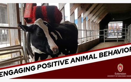 Black and white dairy cow standing in a barn stall, with a red and black UW-Madison Extension logo in the corner. The title 'Engaging Positive Animal Behavior' is also shown.