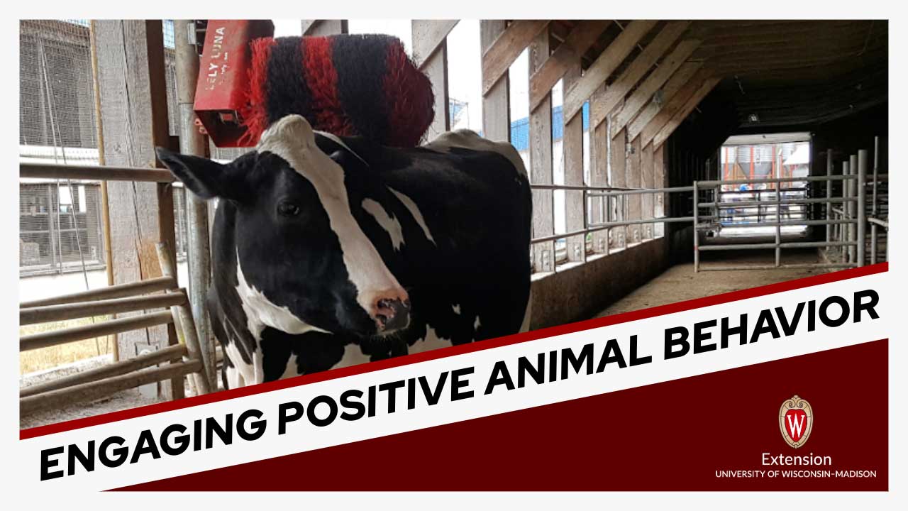 Black and white dairy cow standing in a barn stall, with a red and black UW-Madison Extension logo in the corner. The title 'Engaging Positive Animal Behavior' is also shown.