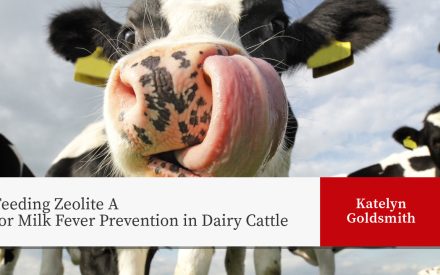 Close-up of a Holstein dairy cow's muzzle and tongue with yellow ear tags visible. Below is a header reading 'Feeding Zeolite A for Milk Fever Prevention in Dairy Cattle' with the name 'Katelyn Goldsmith' on a red background.