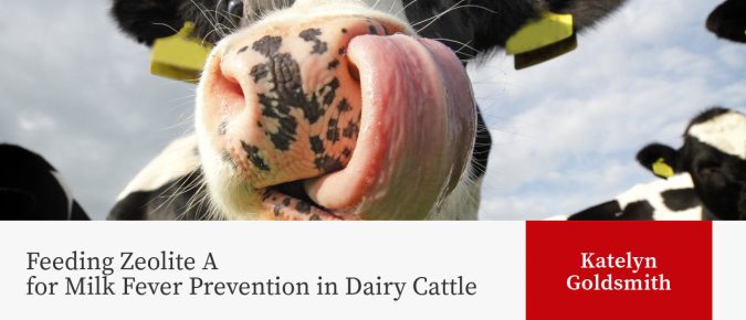 Feeding Zeolite A for Milk Fever Prevention in Dairy Cattle