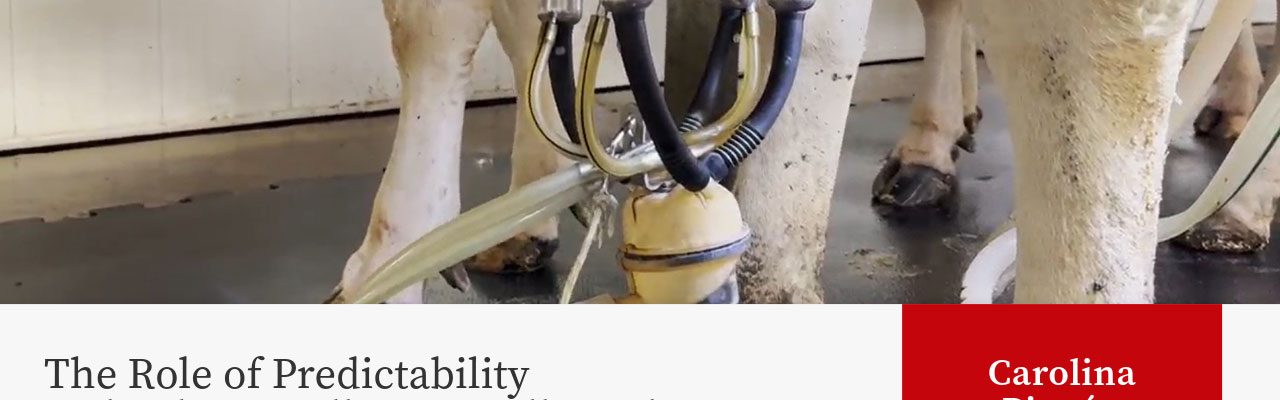 Automated milking machine attached to dairy cow's udders in a milking parlor, showing mechanical milk extraction equipment close-up. Article title "The Role of Predictability and Calm Handling in Milk Letdown" and the author's name "Carolina Pinzon" appears.