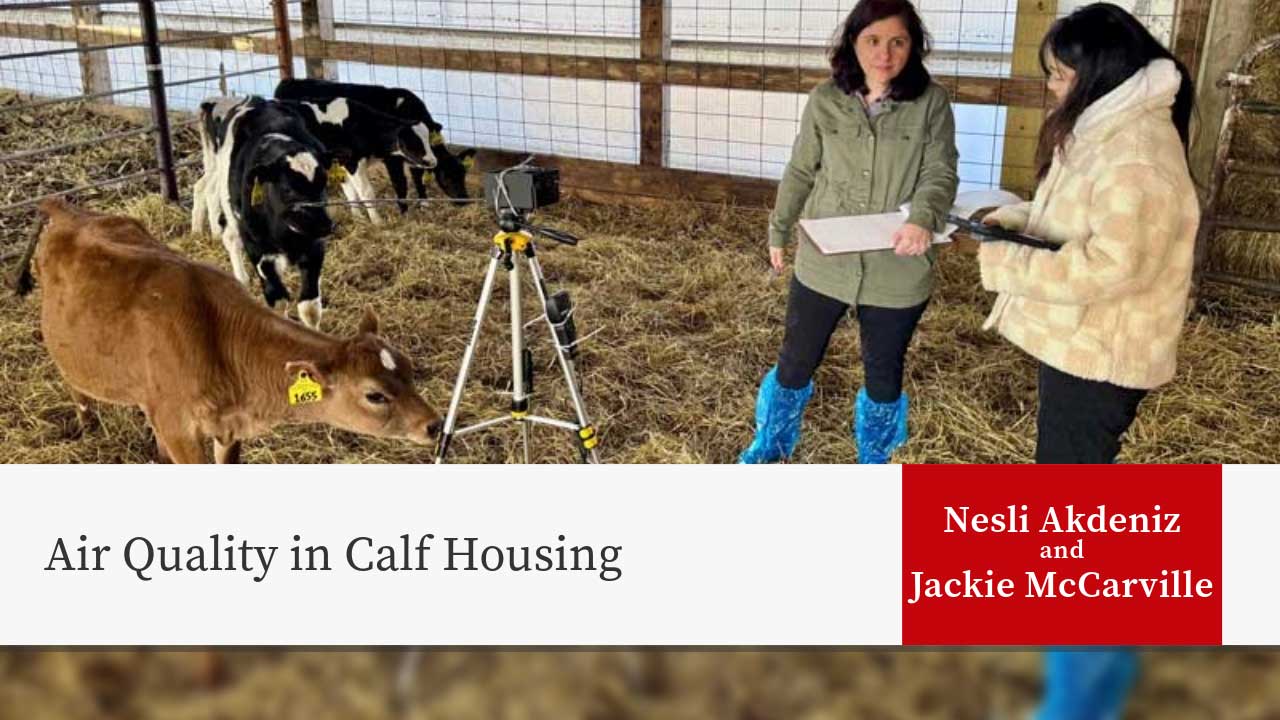Image shows people checking air quality in a calf barn with three calves standing in hay. The article title 'Air Quality in Calf Housing' and the authors 'Nesli Akdeniz and Jackie McCarville' are shown.