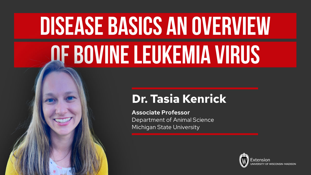 A presentation slide titled "DISEASE BASICS AN OVERVIEW OF BOVINE LEUKEMIA VIRUS" on a dark background with red banner headers. To the left is a photo of a smiling woman with long blonde hair in a yellow top. Text identifies her as "Dr. Tasia Kenrick, Associate Professor, Department of Animal Science, Michigan State University." The University of Wisconsin-Madison Extension logo appears in the bottom right corner.