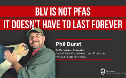 A presentation slide with a dark background showing the text "BLV IS NOT PFAS" and "IT DOESN'T HAVE TO LAST FOREVER" in large white letters on red banners. On the left side is a man wearing glasses and a green cap holding a dairy calf. On the right side is text identifying "Phil Durst, Sr. Extension Educator, Dairy & Beef Cattle Health and Production, Michigan State University" along with the University of Wisconsin-Madison Extension logo.