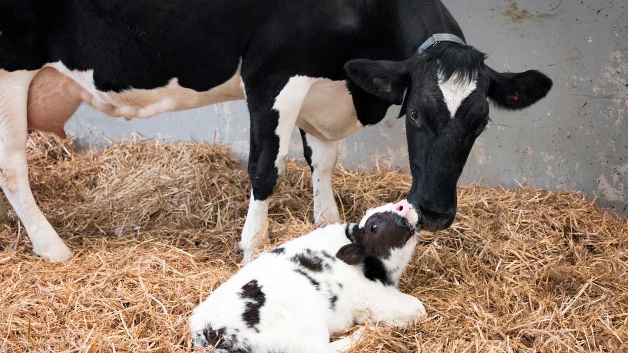 Holstein dairy cow nuzzling her newborn calf on straw bedding.
