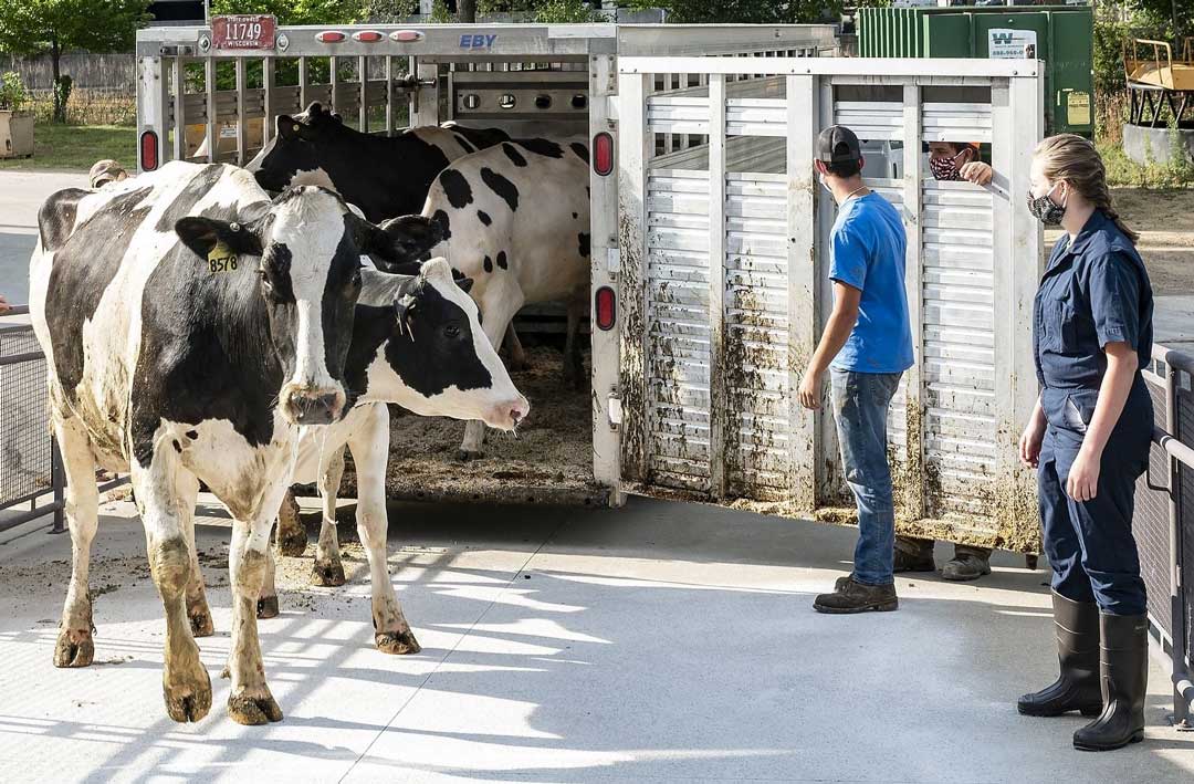 The image shows a livestock trailer with several cows inside. A group of people, presumably handlers or workers, are standing nearby observing the cows as they exit the trailer. The surroundings include a building, trees, and other infrastructure.