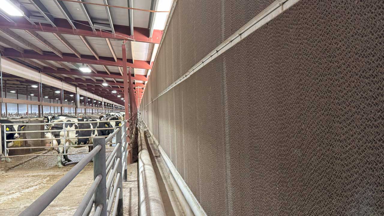 Evaporative cooling pads inside of a dairy barn.