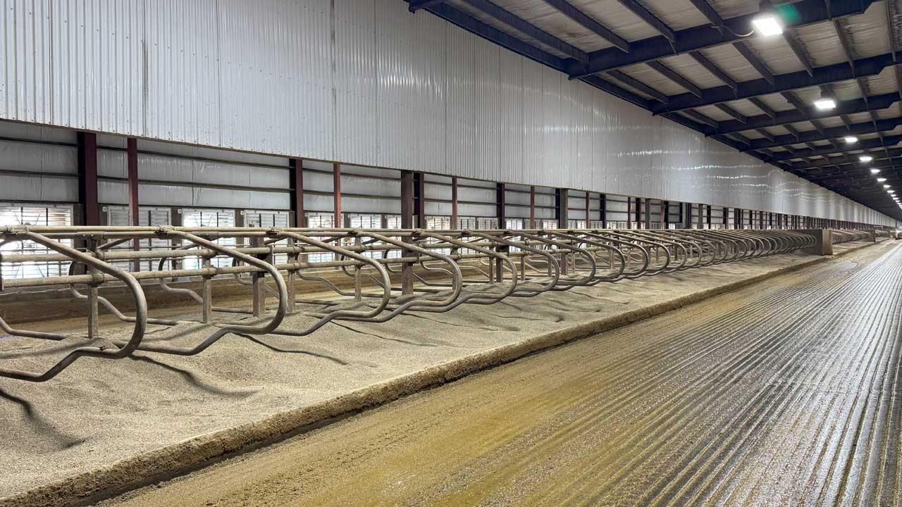 Baffles shown over the middle of a head-to-head row of stalls in a dairy barn.