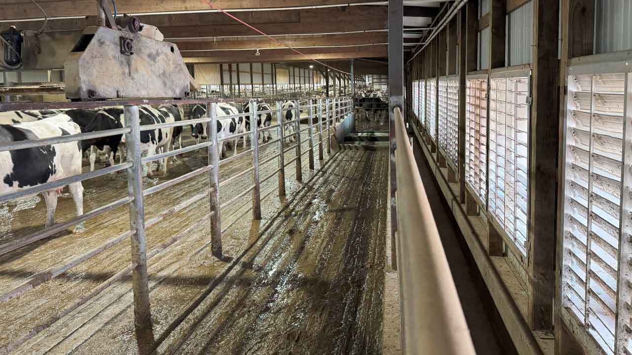 Interview view of exhaust fans in a dairy barn. Cows are shown moving casually in a fenced in area away from airway.