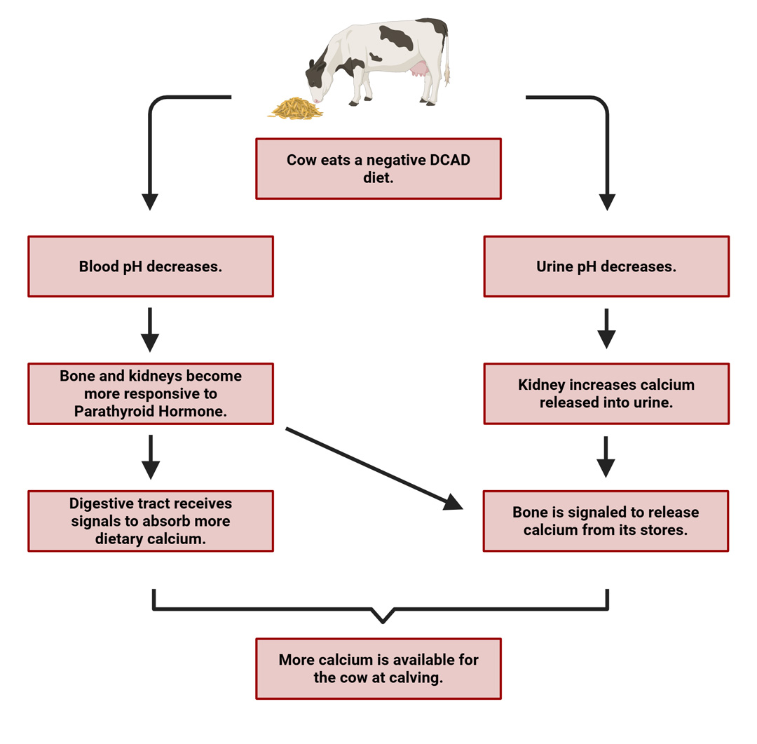 Flow chart describing how a negative DCAD diet increases calcium availability for the cow at calving.