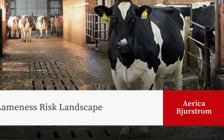 Dairy barn interior showing Holstein cows in stalls and walkway, with title 'Lameness Risk Landscape' and author name 'Aerica Bjurstrom' on red background.