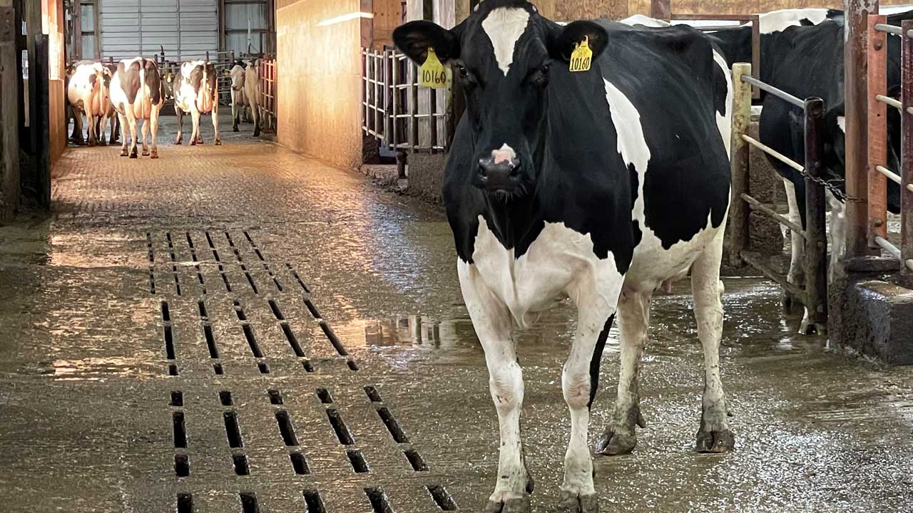 A cow standing on a wet floor in a dairy barn.