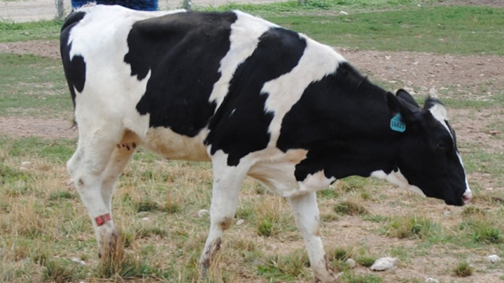 A cow with an arched back and head down, showing reluctance to step on a foot because of lameness.