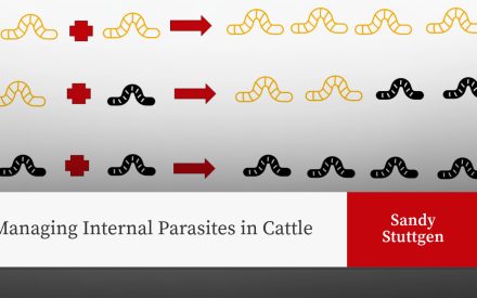 Diagram showing Helminth Sexual Reproduction patterns of worm parasites with simplified illustrations through three different mating scenarios. Title of article 'Managing Internal Parasites in Cattle' and the author 'Sandy Stuttgen' is shown.