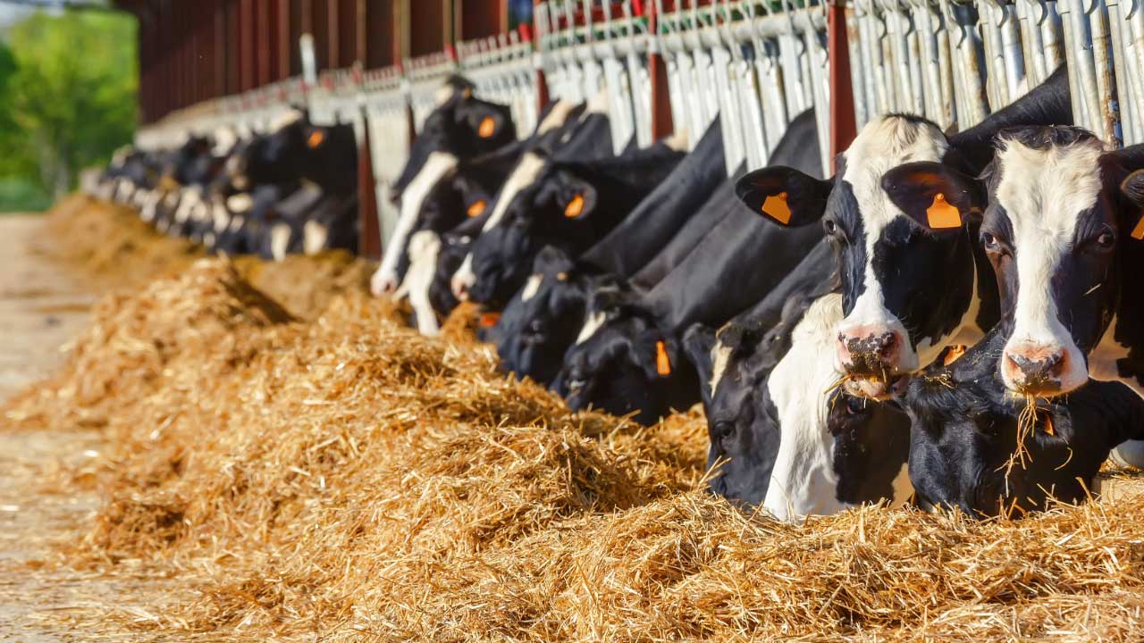 Holstein dairy cows eating hay from feeding stalls.