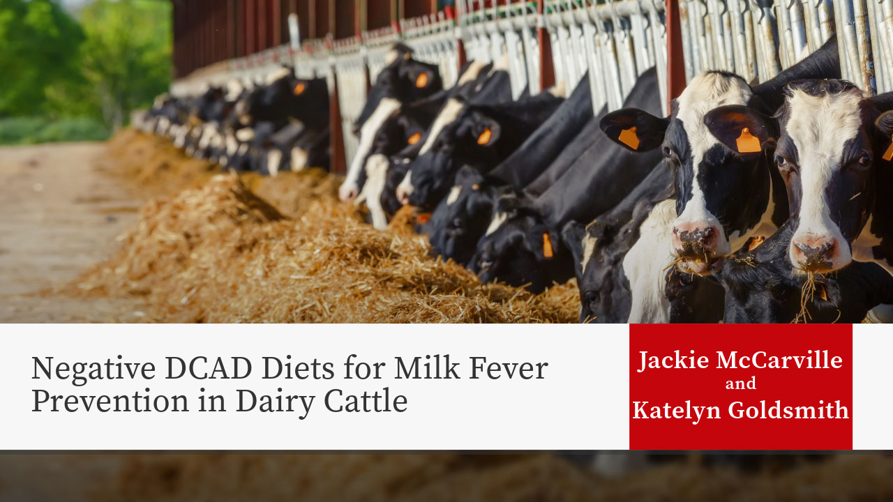Holstein dairy cows eating hay from feeding stalls. Title: 'Negative DCAD Diets for Milk Fever Prevention in Dairy Cattle' by Jackie McCarville and Katelyn Goldsmith.