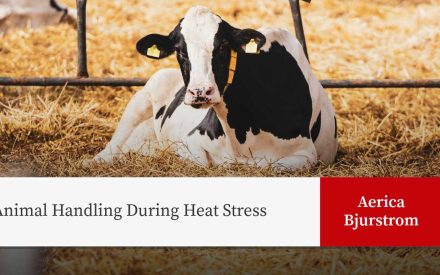 Holstein cow resting on straw with presentation title "Animal Handling During Heat Stress" and author name: Aerica Bjurstrom