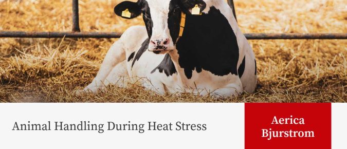 Animal Handling During Heat Stress