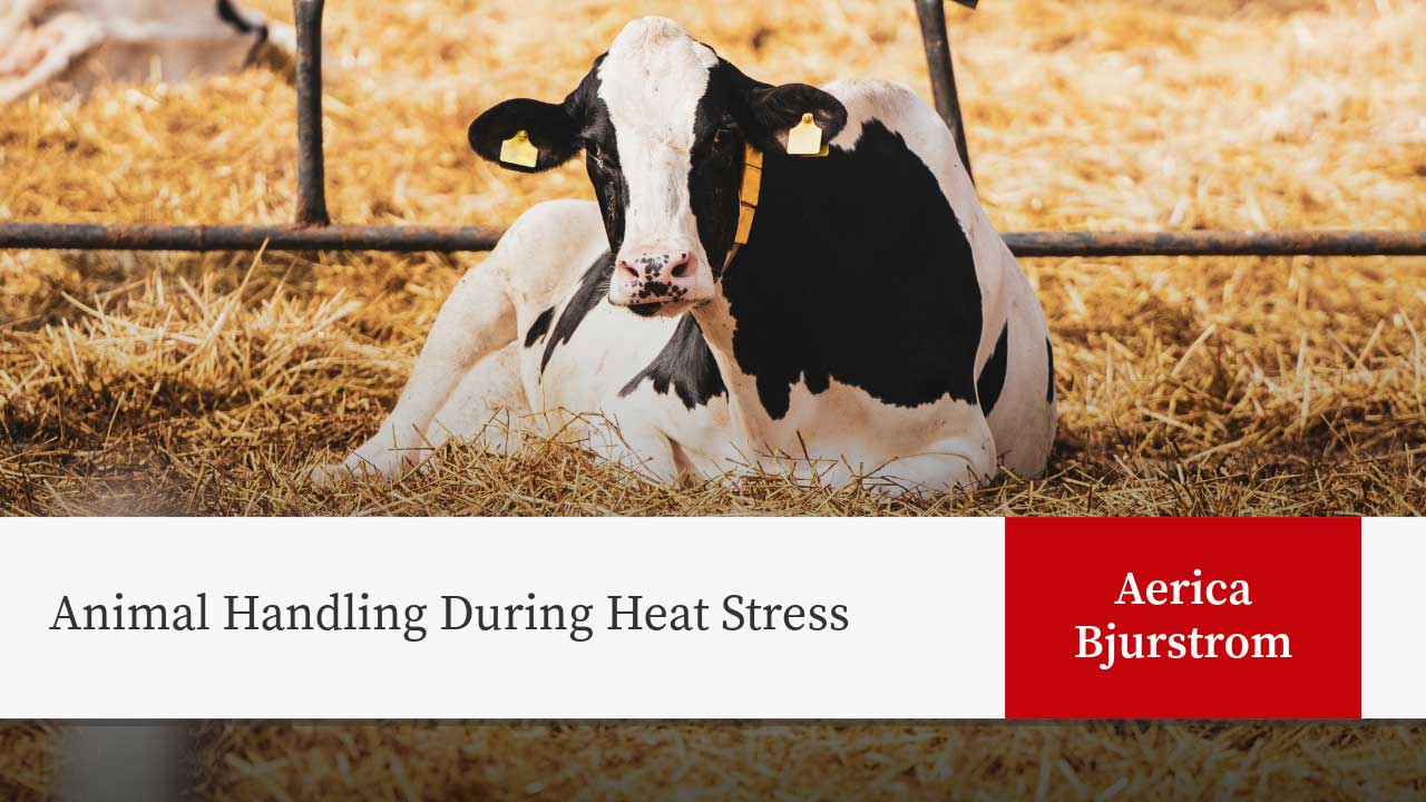 Holstein cow resting on straw with presentation title "Animal Handling During Heat Stress" and author name: Aerica Bjurstrom