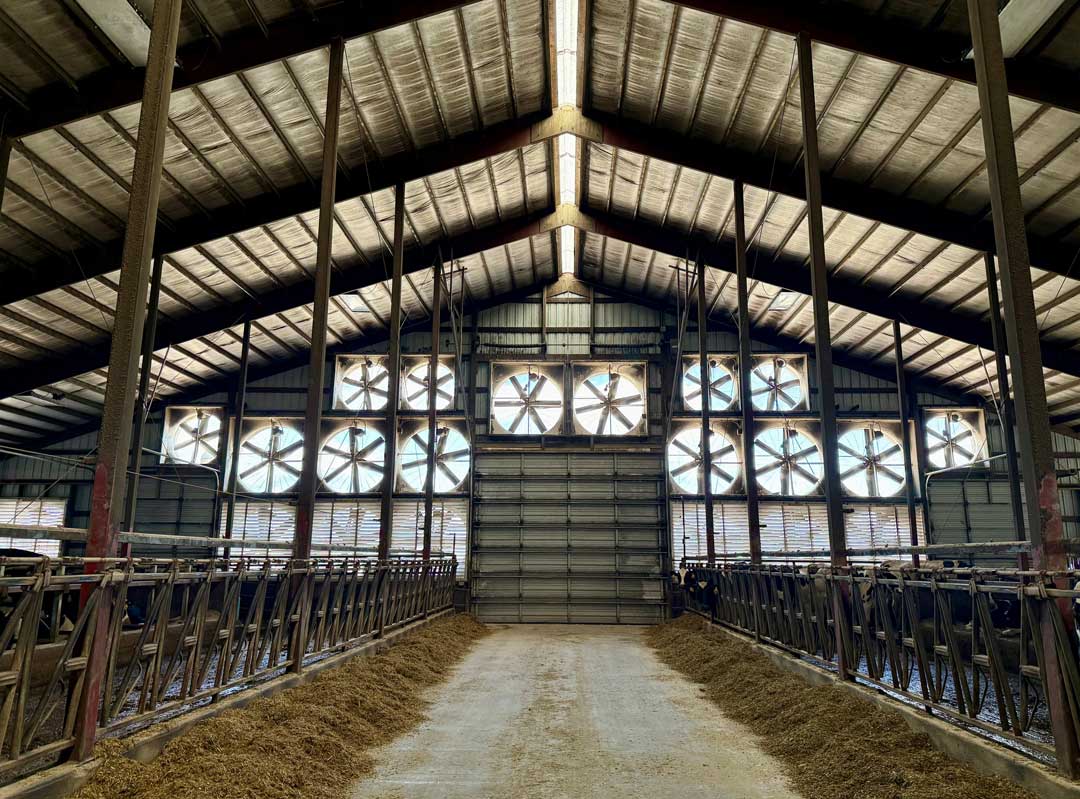 Modern dairy barn interior with rows of cattle stalls and large ventilation fans along back wall