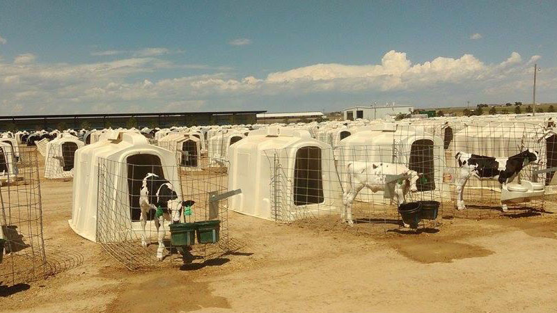 Dairy calf hutches with black and white calves in outdoor farm setting under cloudy sky.