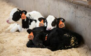 Holstein calves lying in straw bedding