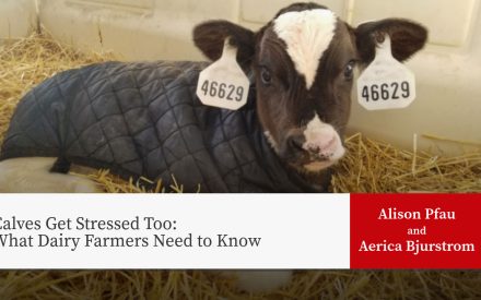 A calf wearing quilted jacket in straw-bedded pen. Title: "Calves Get Stressed Too: What Dairy Farmers Need to Know" by Alison Pfau and Aerica Bjurstrom