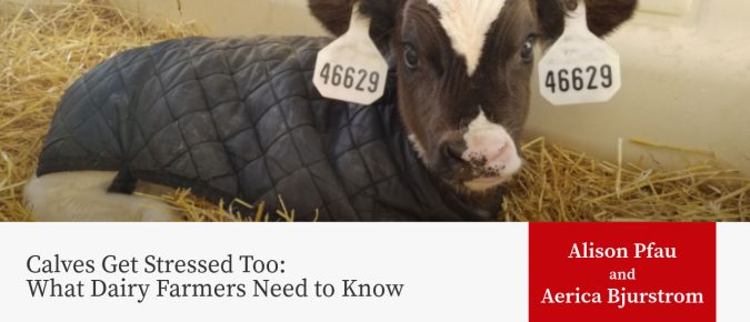 Calves Get Stressed Too: What Dairy Farmers Need to Know