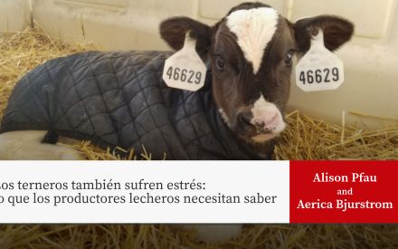 Un ternero con chaqueta acolchada en corral con cama de paja. Título: "Los Terneros También Se Estresan: Lo Que Los Ganaderos Lecheros Necesitan Saber" por Alison Pfau y Aerica Bjurstrom