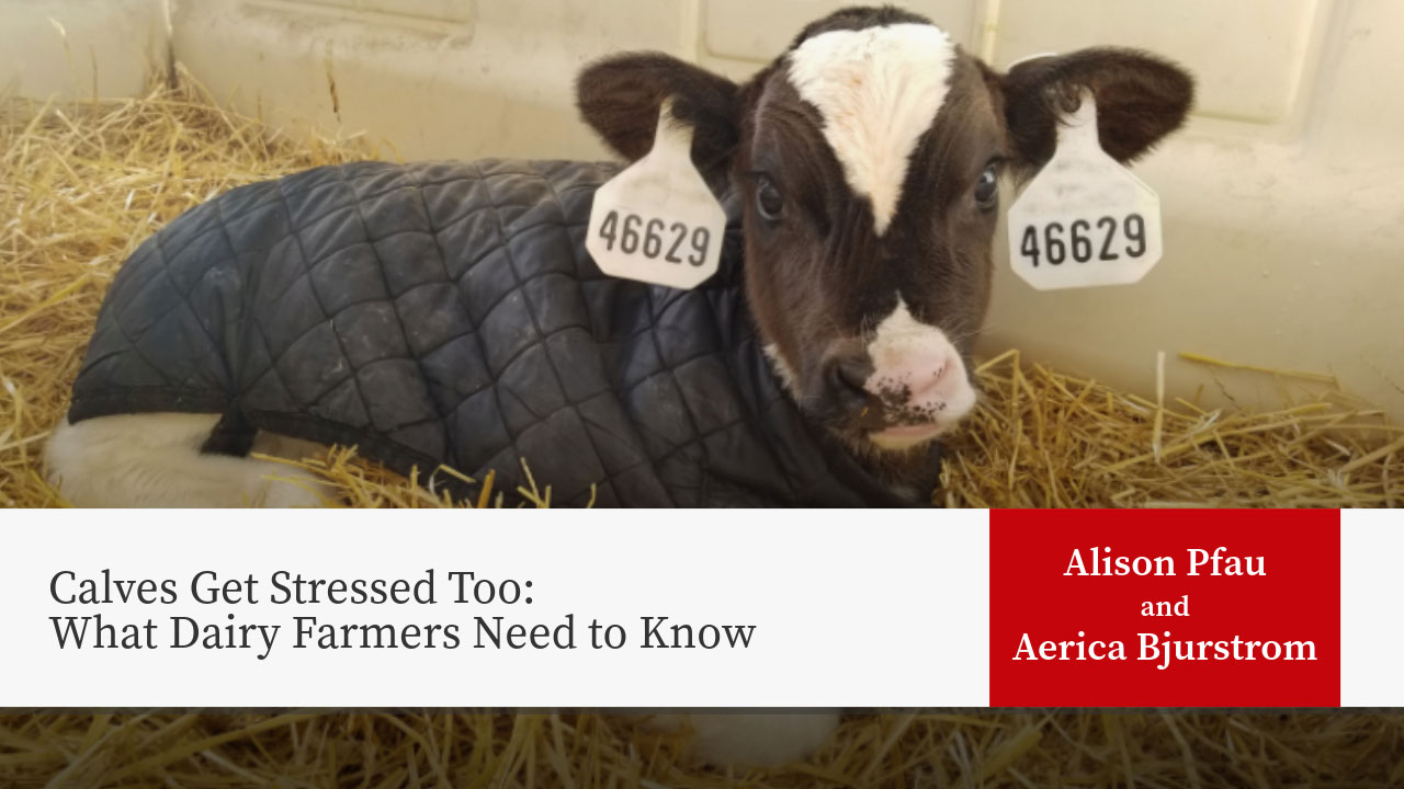 A calf wearing quilted jacket in straw-bedded pen. Title: "Calves Get Stressed Too: What Dairy Farmers Need to Know" by Alison Pfau and Aerica Bjurstrom