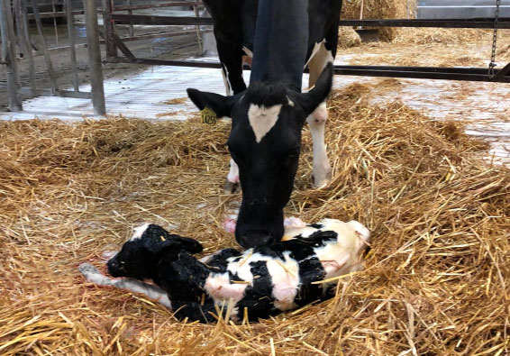 Newborn Holstein calf lying in straw with black and white cow standing over it in farm setting