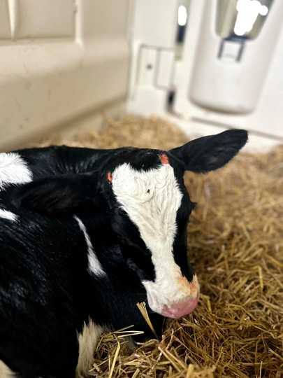 Holstein calf with black and white markings lying in straw bedding inside white calf hutch