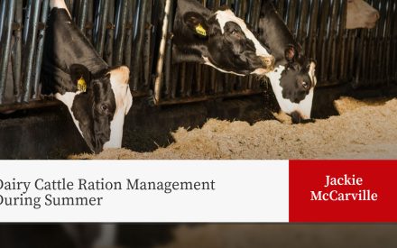 Holstein calves with yellow ear tags feeding from sawdust bedding. Title: "Dairy Cattle Ration Management During Summer" by Jackie McCarville