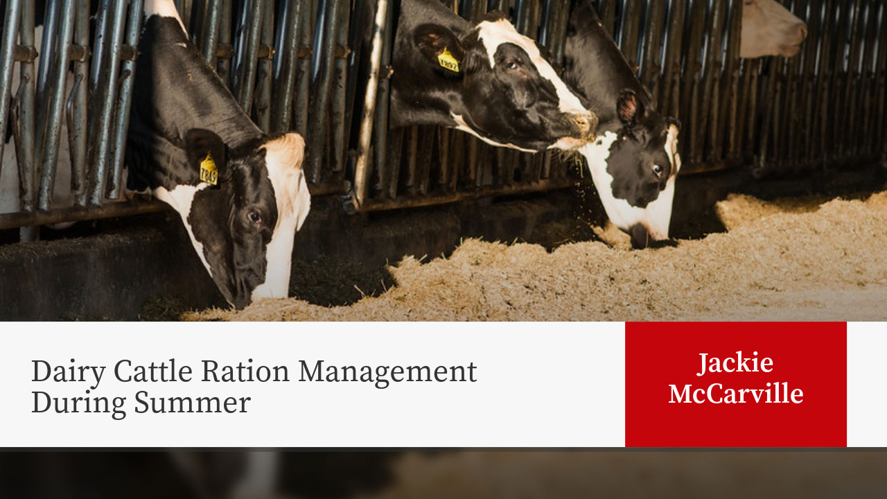 Holstein calves with yellow ear tags feeding from sawdust bedding. Title: "Dairy Cattle Ration Management During Summer"
