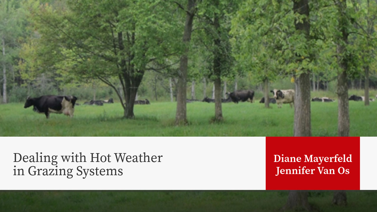 Cattle grazing in green pasture with trees and wooden fence posts. Title "Dealing with Hot Weather in Grazing Systems" by Diane Mayerfeld, Jennifer Van Os.