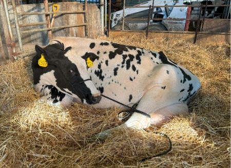 Dairy cow lying on straw in barn stall with yellow ear tags and milking equipment attached
