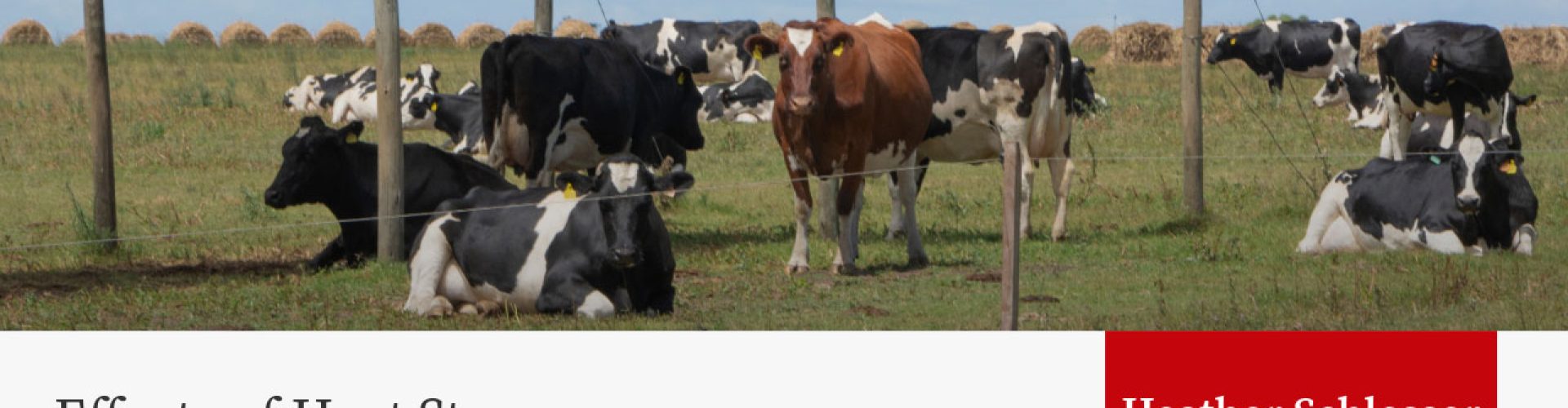 Dairy cows in pasture with shade structure, presentation title "Effects of Heat Stress on Dairy Reproduction" by Heather Schlesser, Ryan Sterry