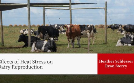 Dairy cows in pasture with shade structure, presentation title "Effects of Heat Stress on Dairy Reproduction" by Heather Schlesser, Ryan Sterry